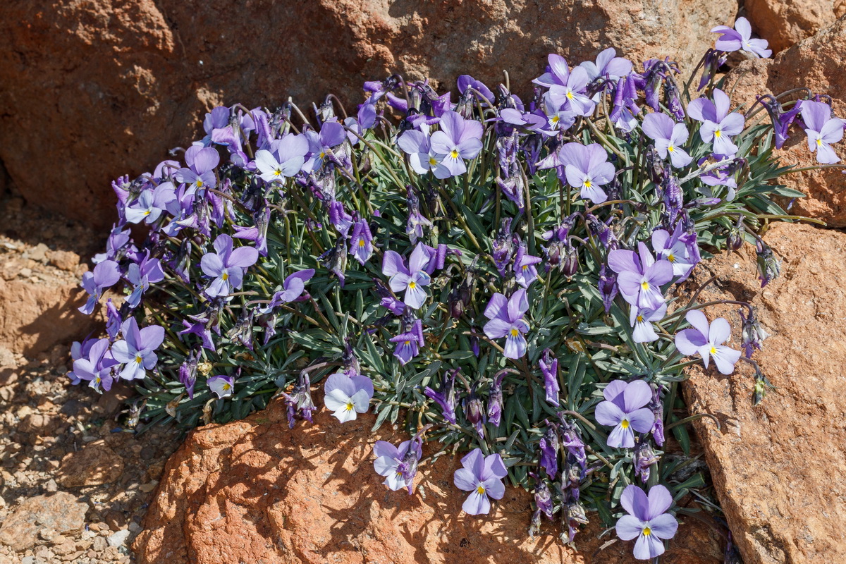  MG 0544 Viola guaxarensis
