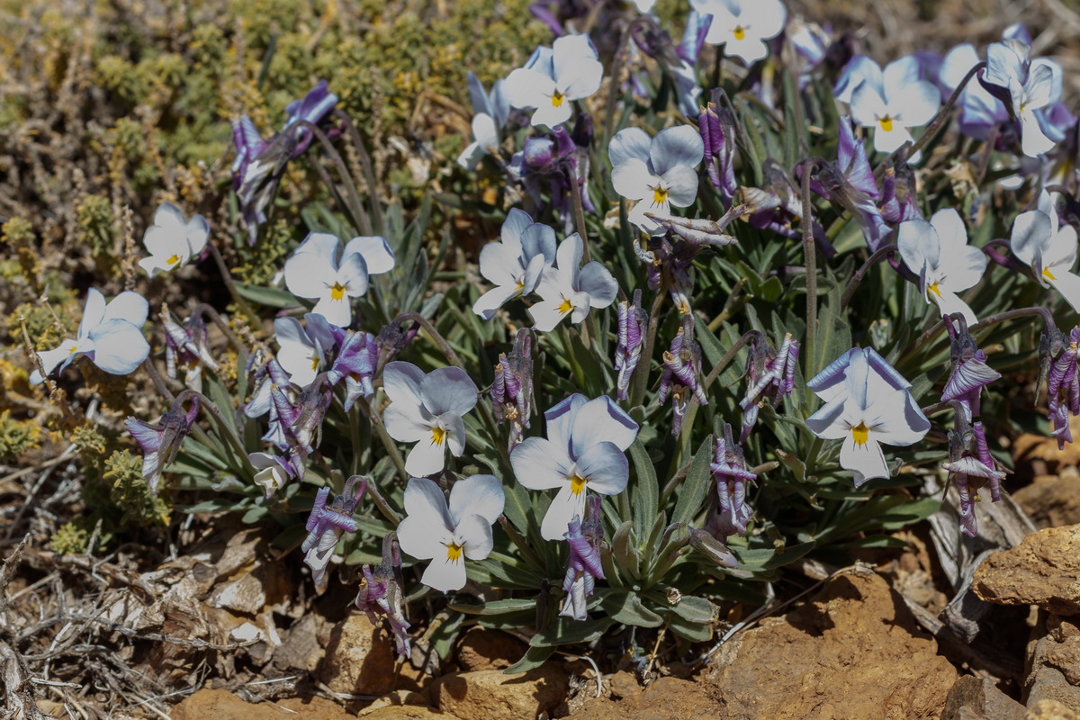  MG 0555 Viola guaxarensis