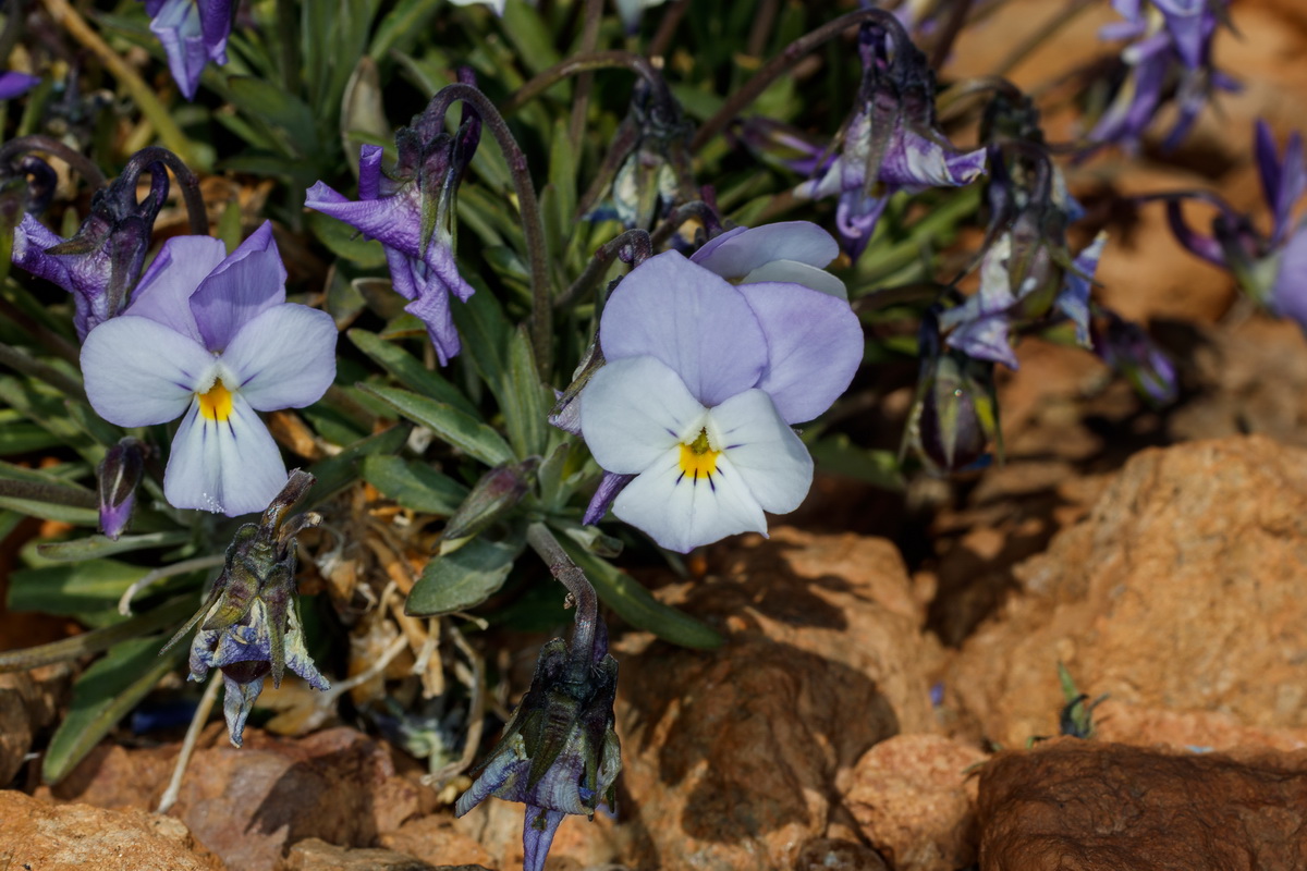  MG 0566 Viola guaxarensis
