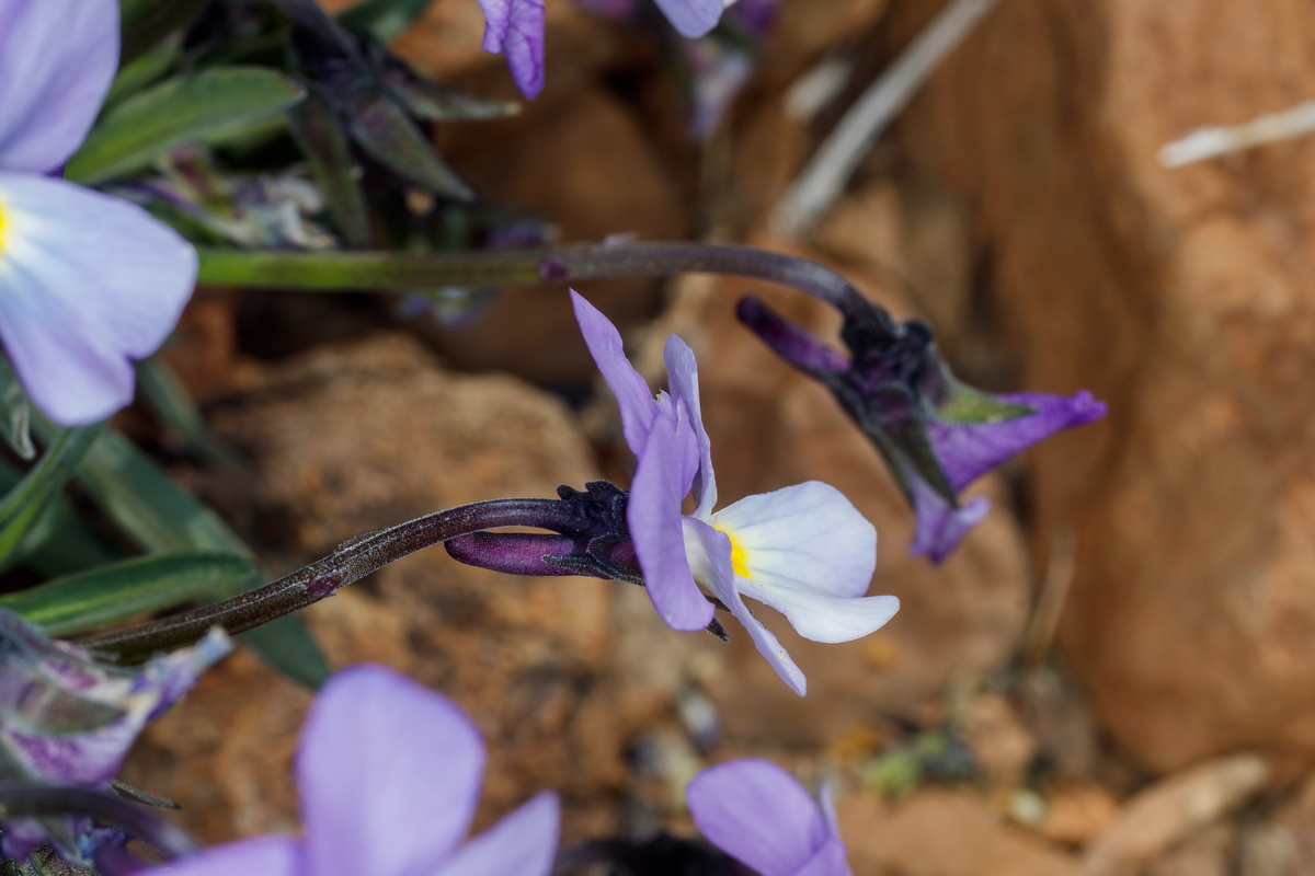 MG 0568 Viola guaxarensis