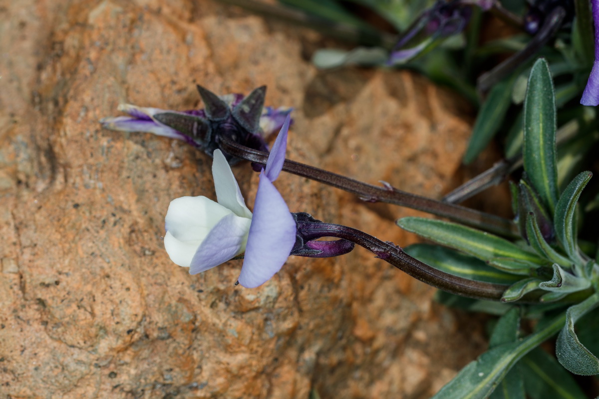  MG 0572 Viola guaxarensis