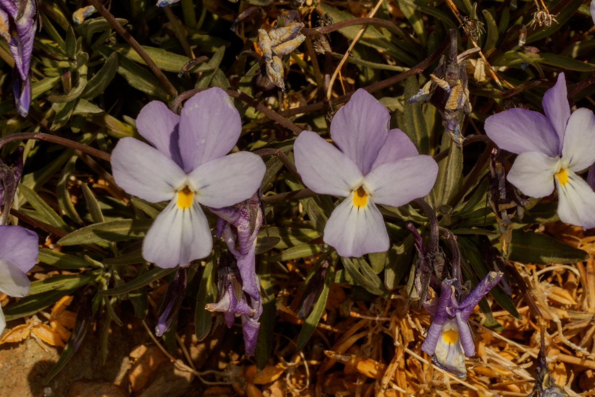  MG 0575 Viola guaxarensis