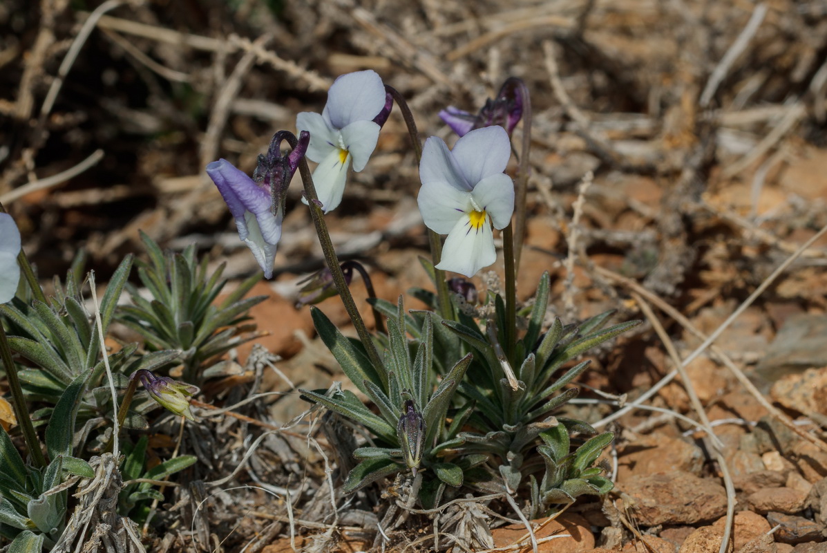  MG 0596 Viola guaxarensis