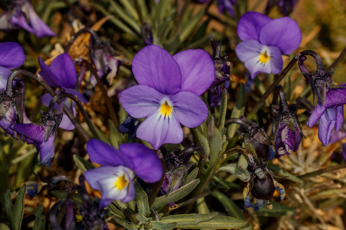  MG 0597 Viola guaxarensis
