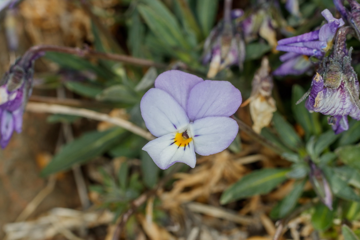  MG 0608 Viola guaxarensis