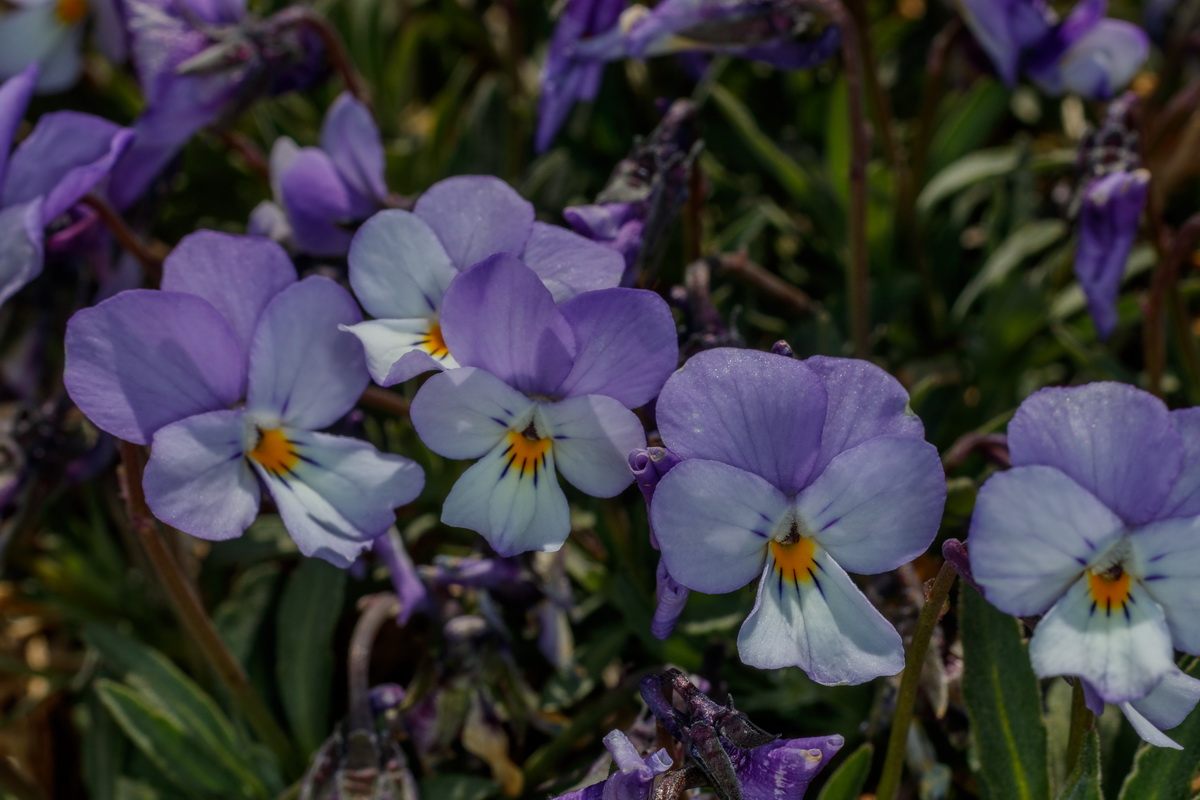  MG 0609 Viola guaxarensis