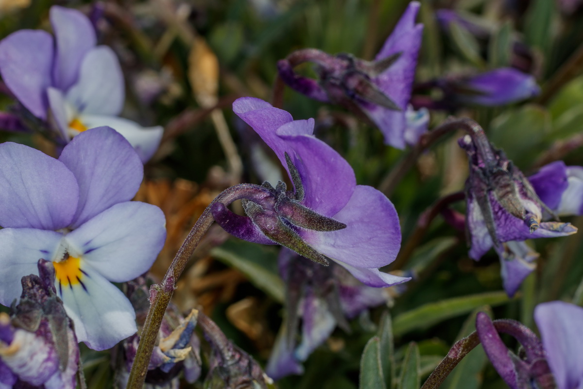  MG 0610 Viola guaxarensis