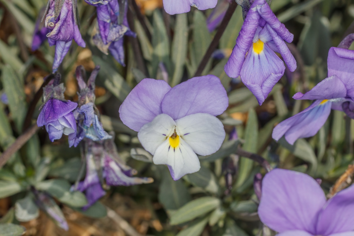  MG 0621 Viola guaxarensis