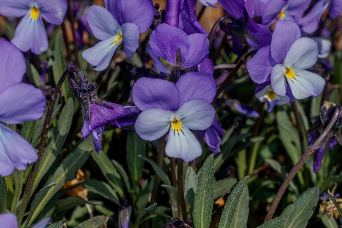  MG 0627 Viola guaxarensis
