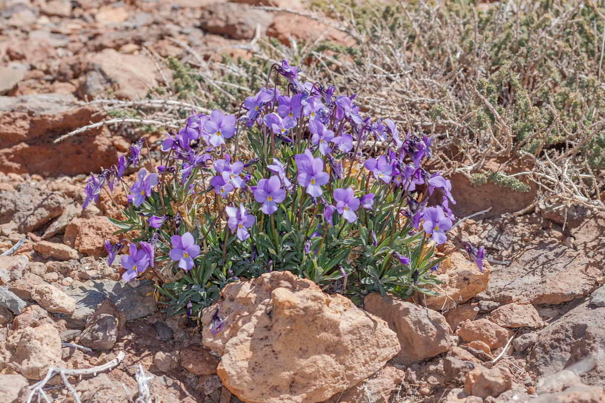  MG 0653 Viola guaxarensis