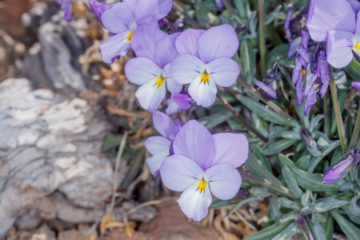  MG 0656 Viola guaxarensis