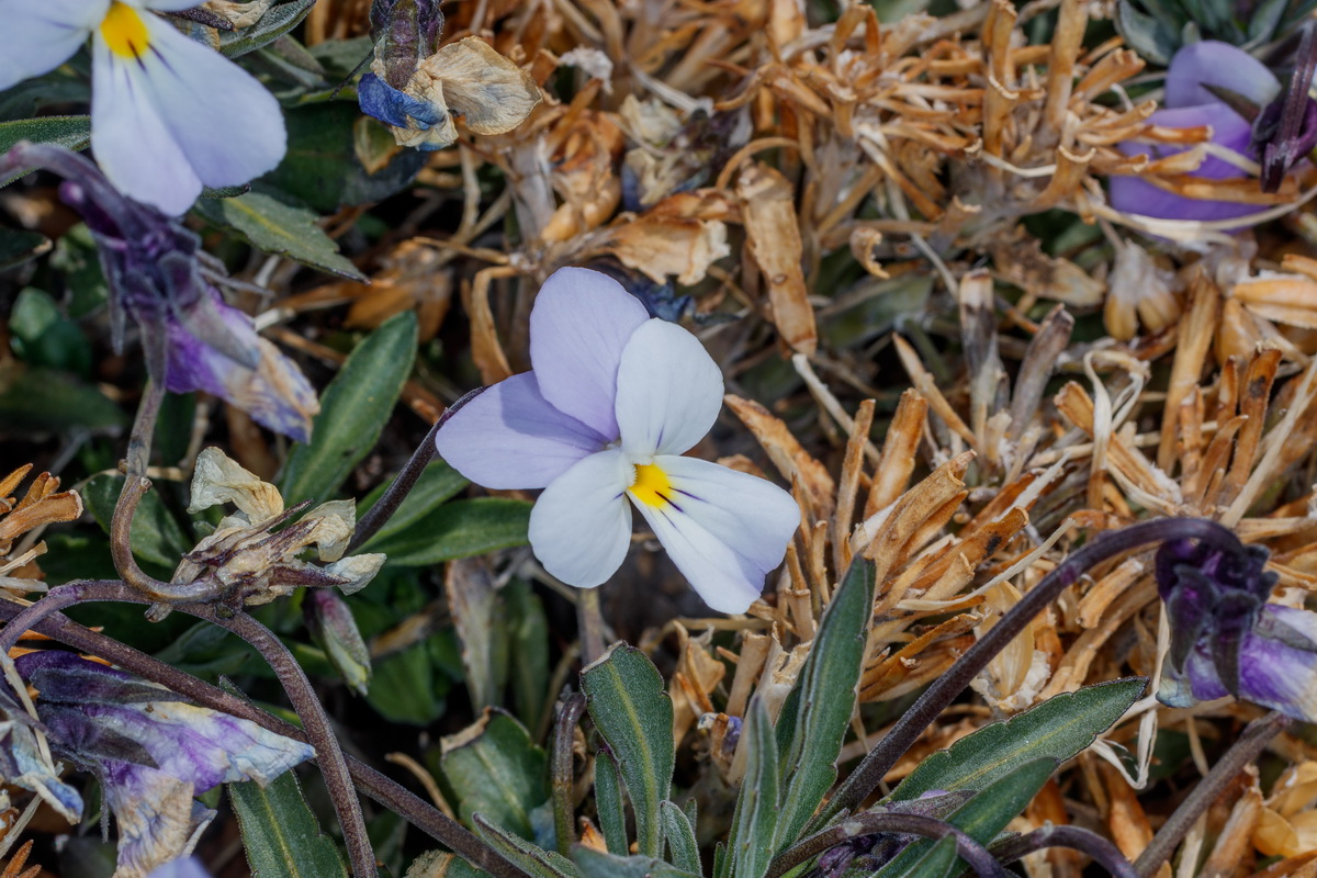  MG 0674 Viola guaxarensis