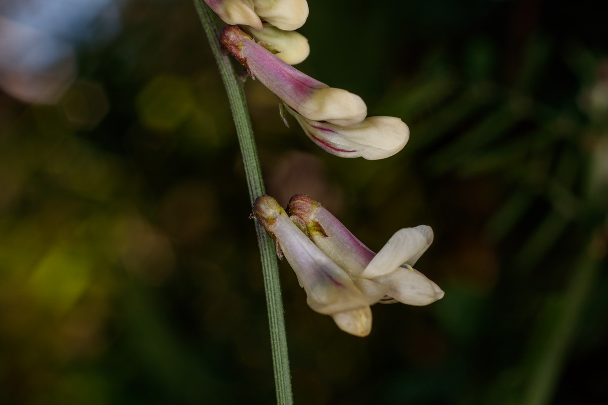 Vicia scandens Chicharilla canaria mayor07