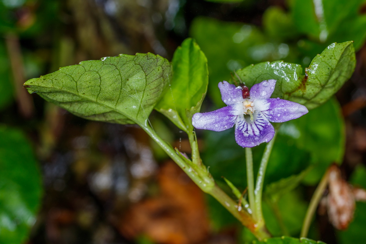 Viola anagae Violeta de Anaga01