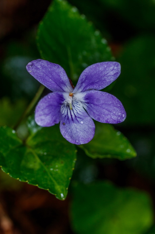 Viola anagae Violeta de Anaga02