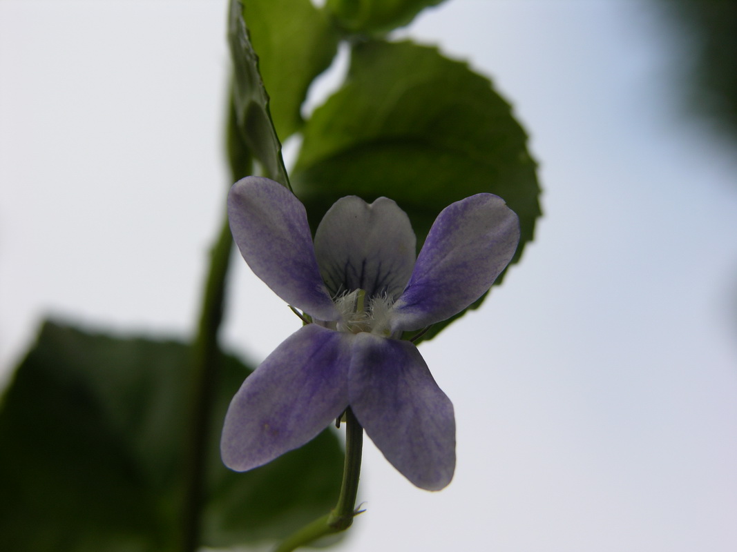 Viola anagae Violeta de Anaga03