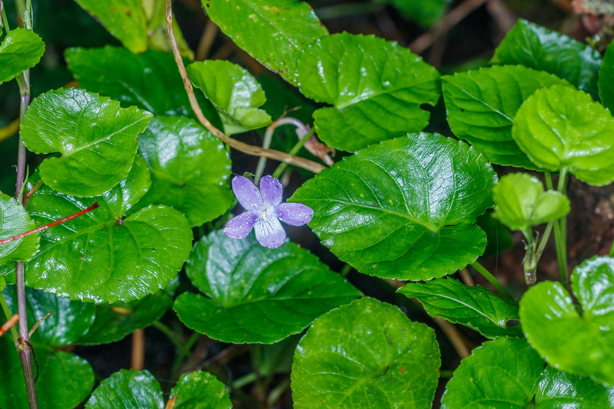 Viola anagae Violeta de Anaga04