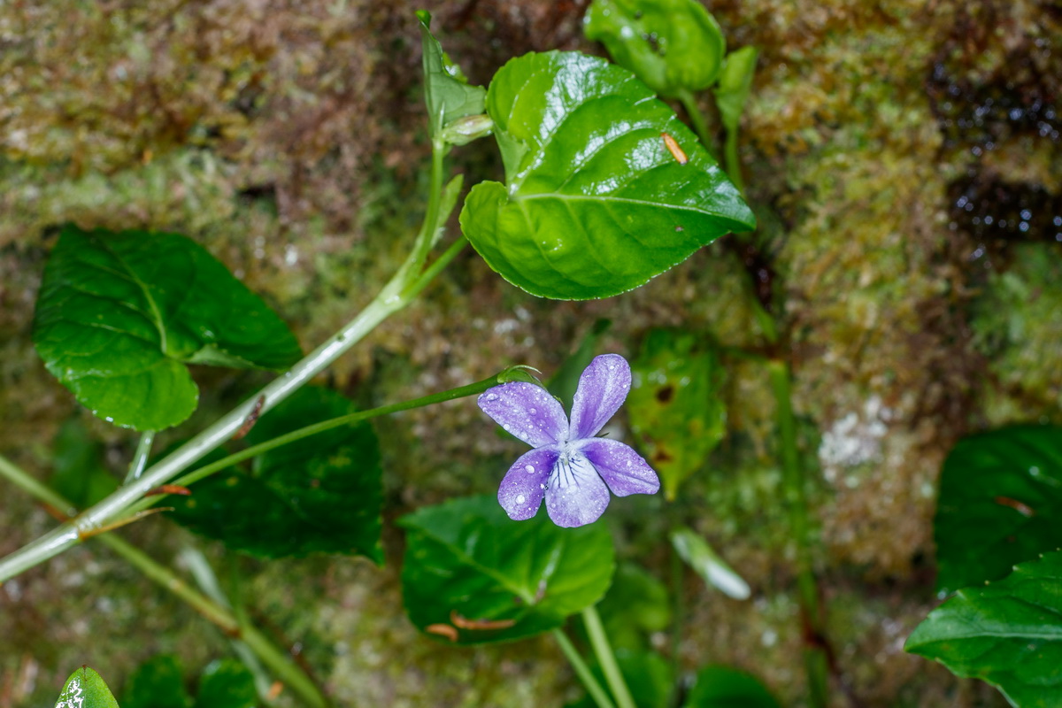 Viola anagae Violeta de Anaga06