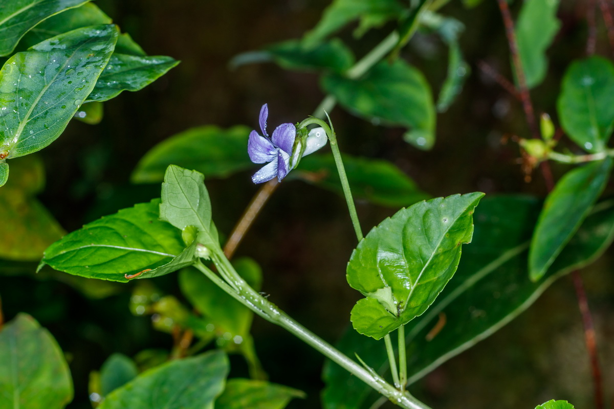 Viola anagae Violeta de Anaga07
