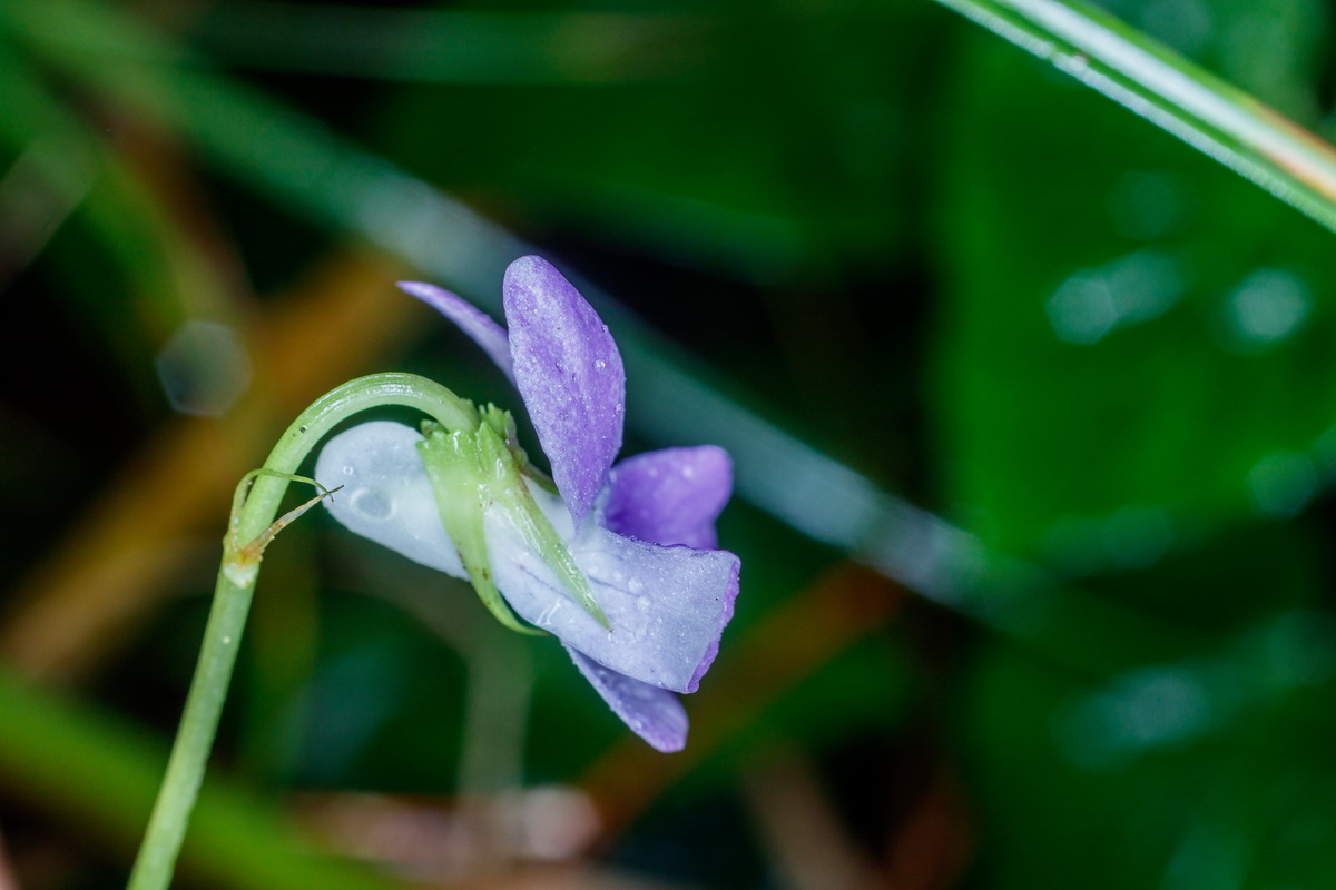 Viola anagae Violeta de Anaga08