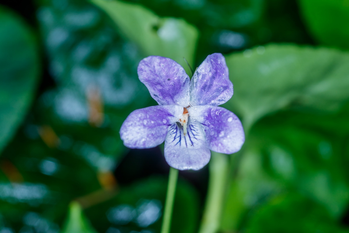 Viola anagae Violeta de Anaga09