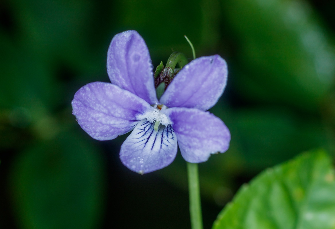 Viola anagae Violeta de Anaga10