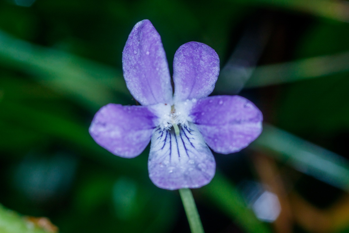 Viola anagae Violeta de Anaga11