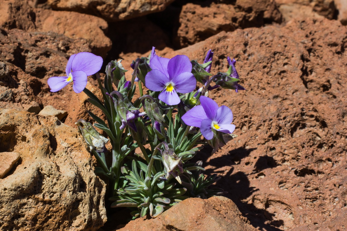 Viola cheiranthifolia Violeta del Teide013