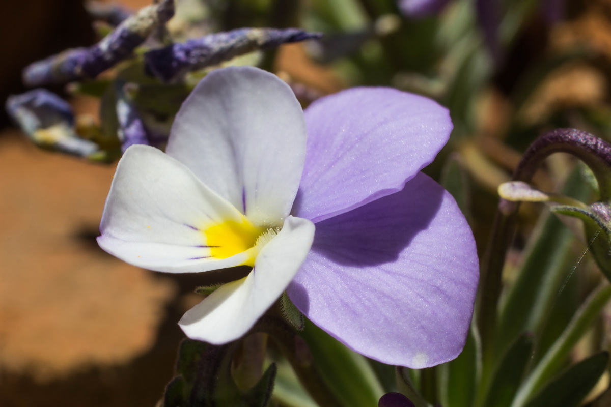 Viola cheiranthifolia Violeta del Teide015