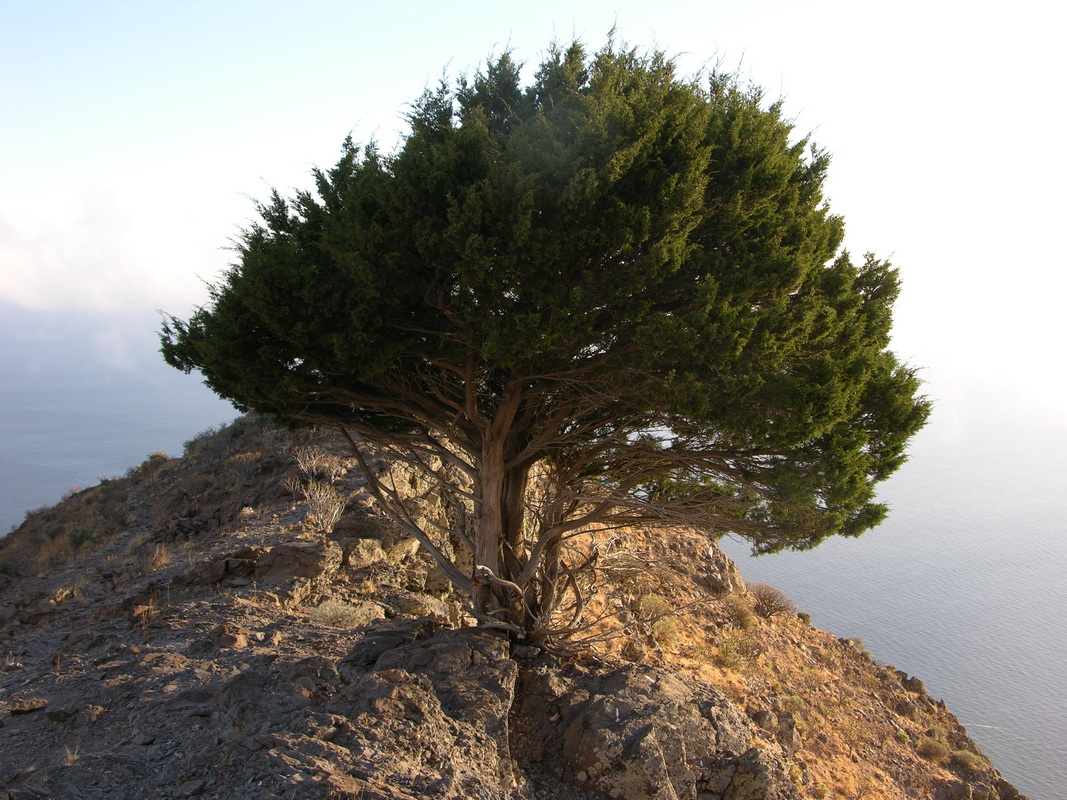 Juniperus canariensis sabina